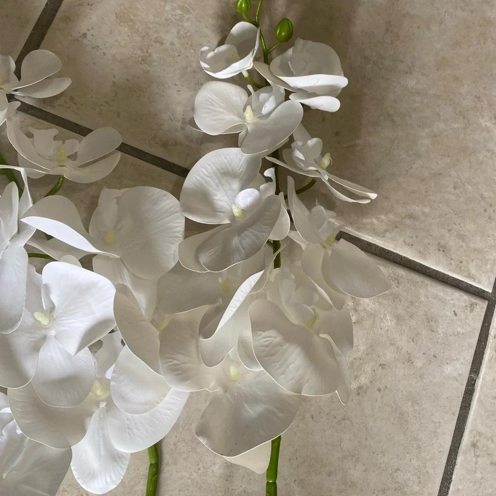 Elegant White Orchid Stems